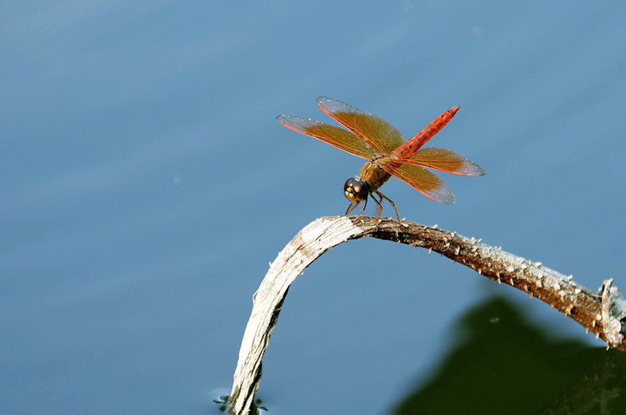 【关于蜻蜓摄影图片】生态摄影