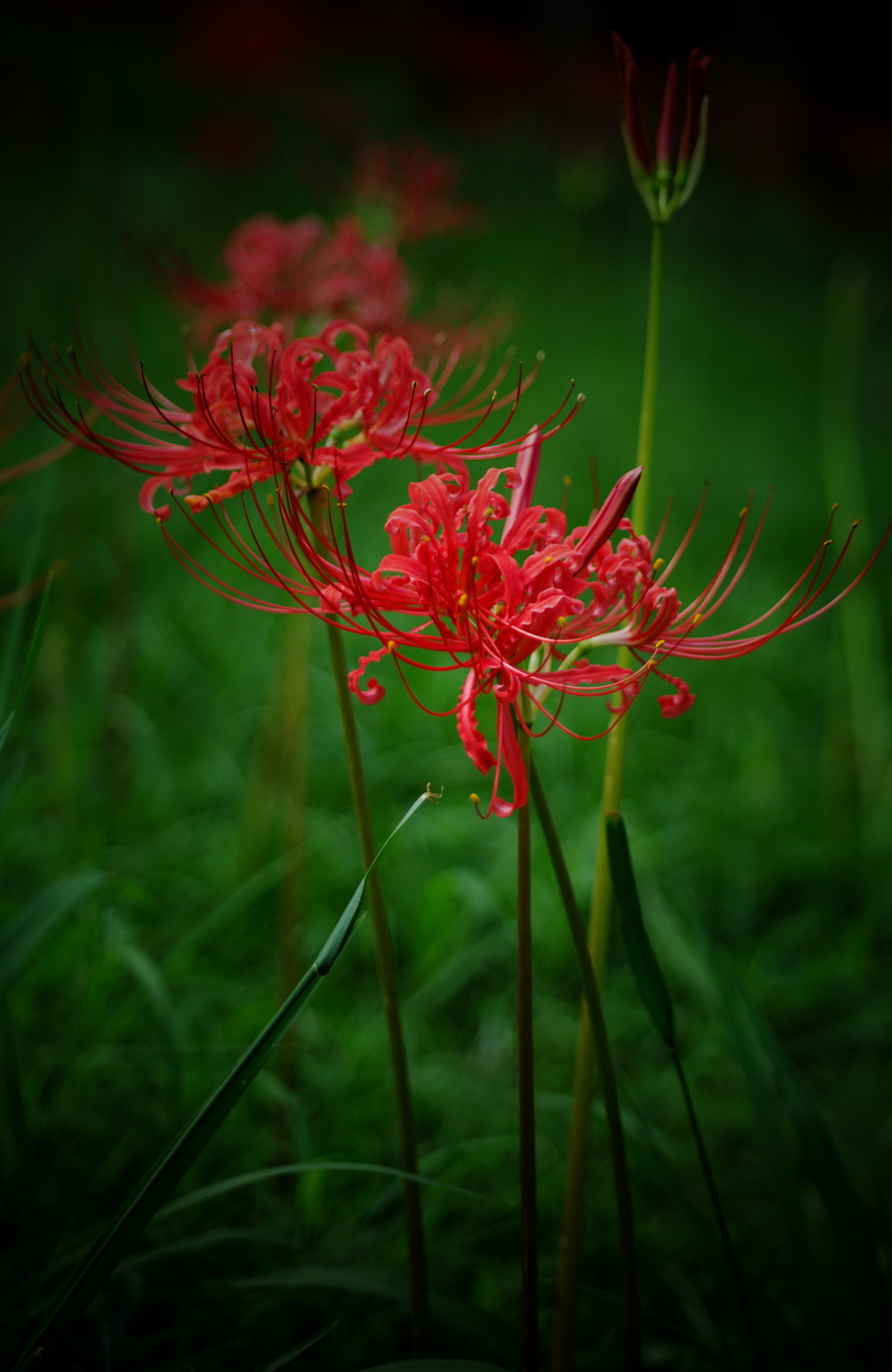 【漂亮的石蒜花摄影图片】生态摄影_太平洋电脑网摄影部落