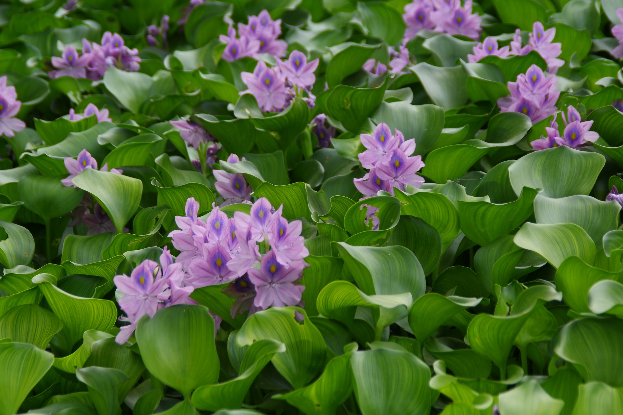 水葫芦