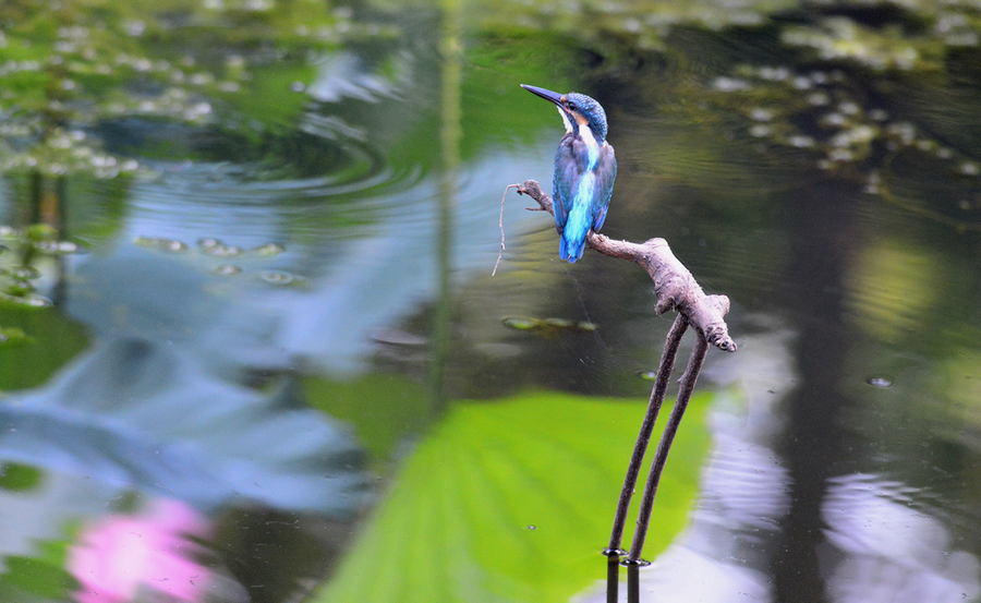 翠鳥之一