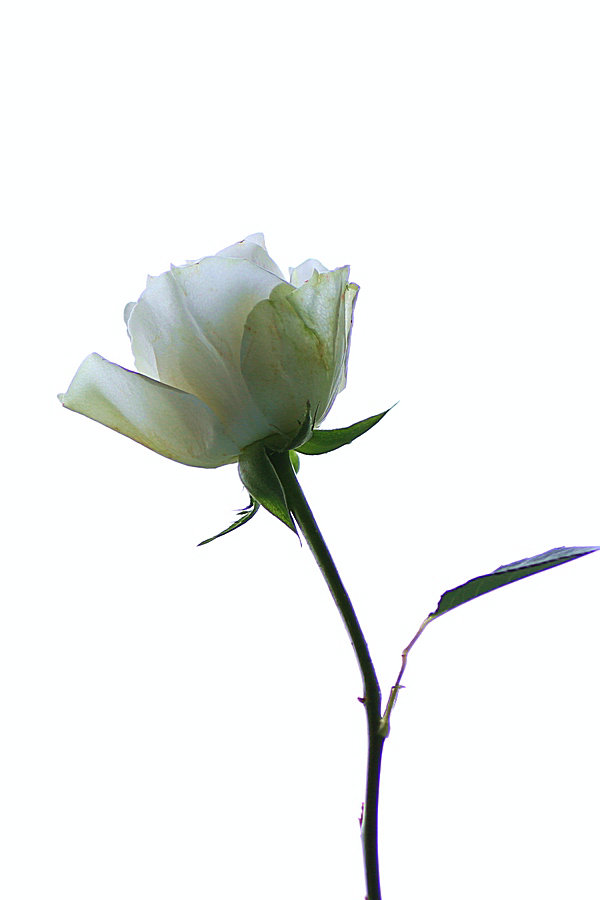 白玫瑰花图片伤感图片