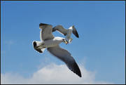 闯关东第六篇------(4)海鸥空中追食面包