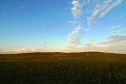 夕阳下的扎鲁特风电场