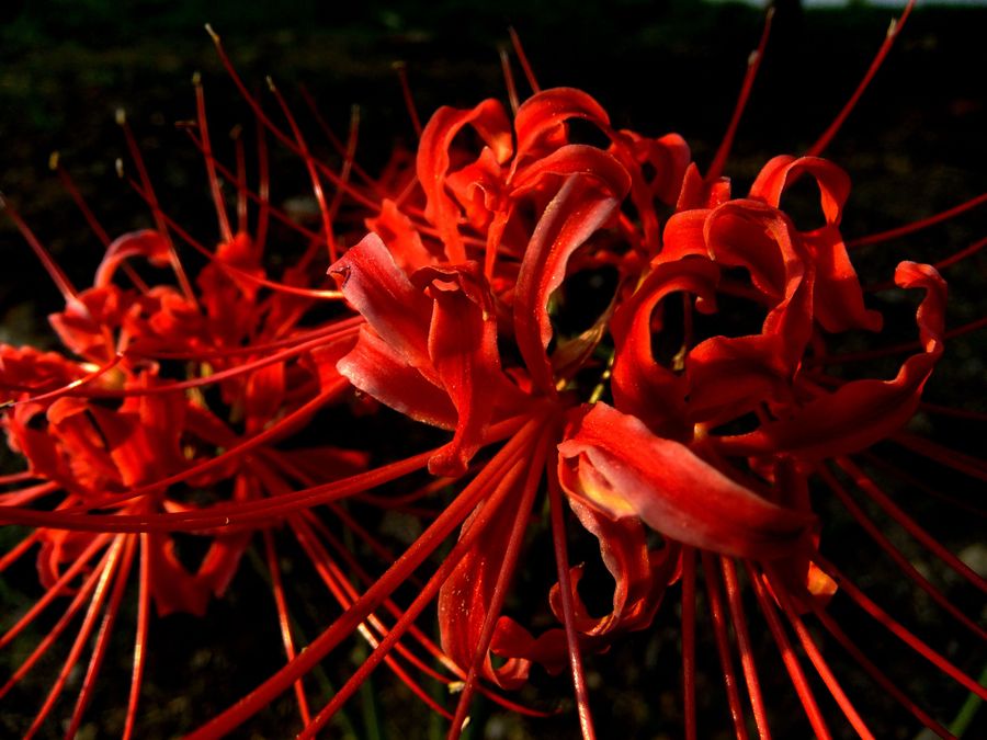 答:白色的彼岸花又稱曼陀羅華(mandarava),紅色的彼岸花又稱曼珠沙華