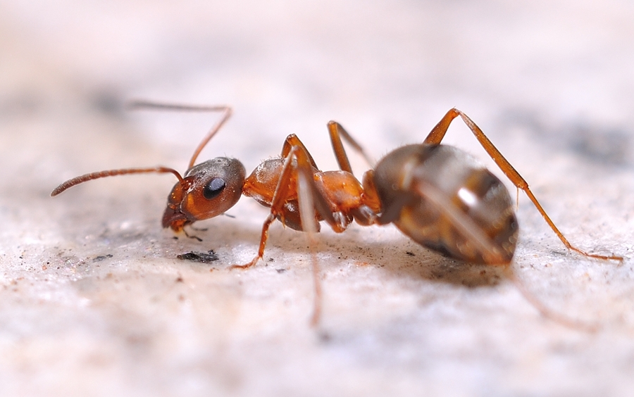 三只蚂蚁