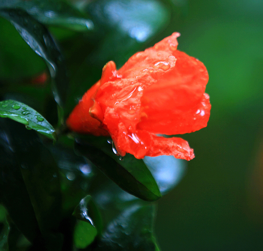 雨中的石榴花