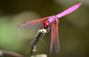 紫红蜻蜓的五只眼睛
