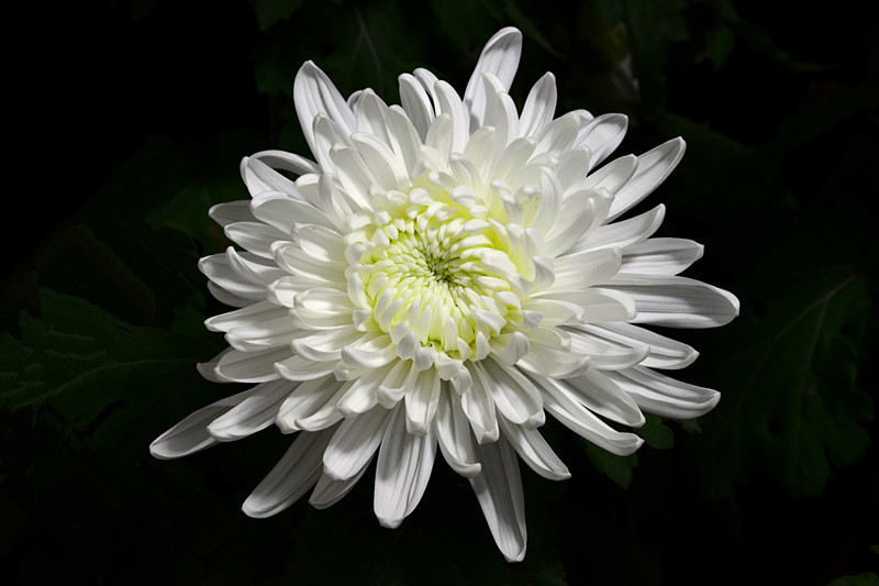 一支白色菊花图片图片