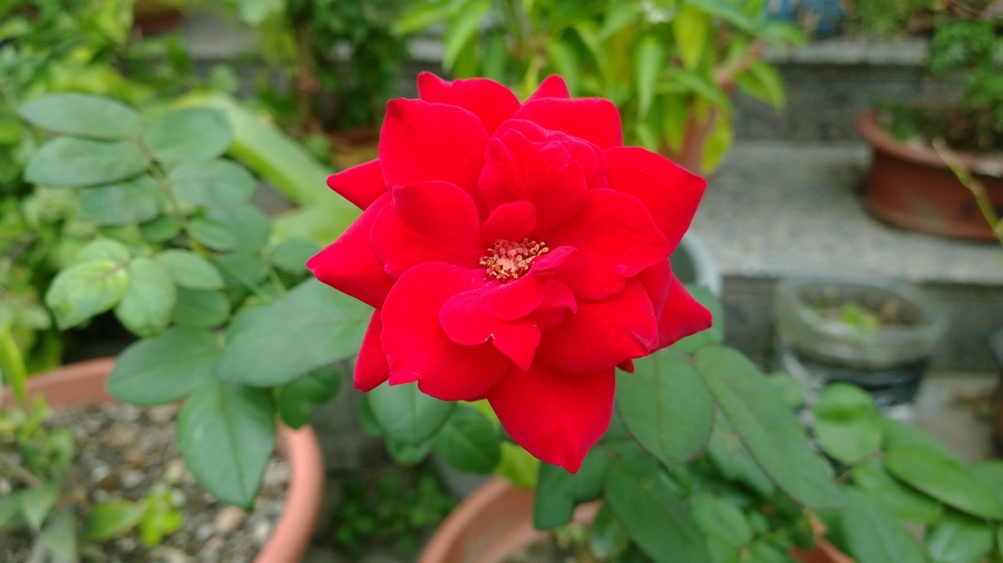 ŵ1020Ȼ