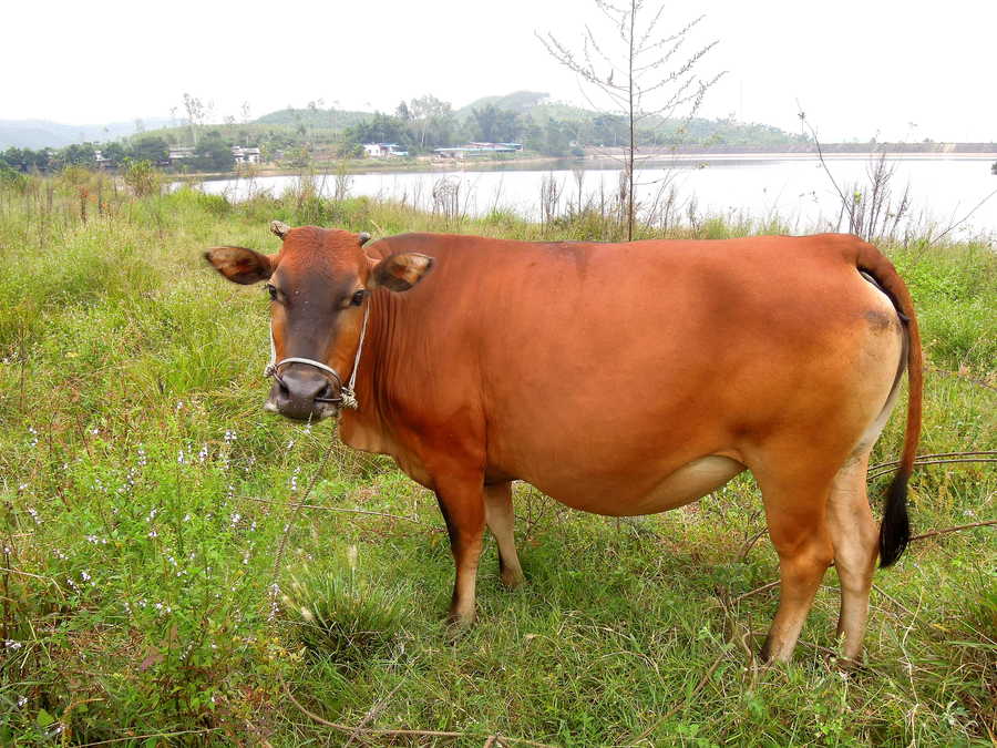 黄牛种类图片
