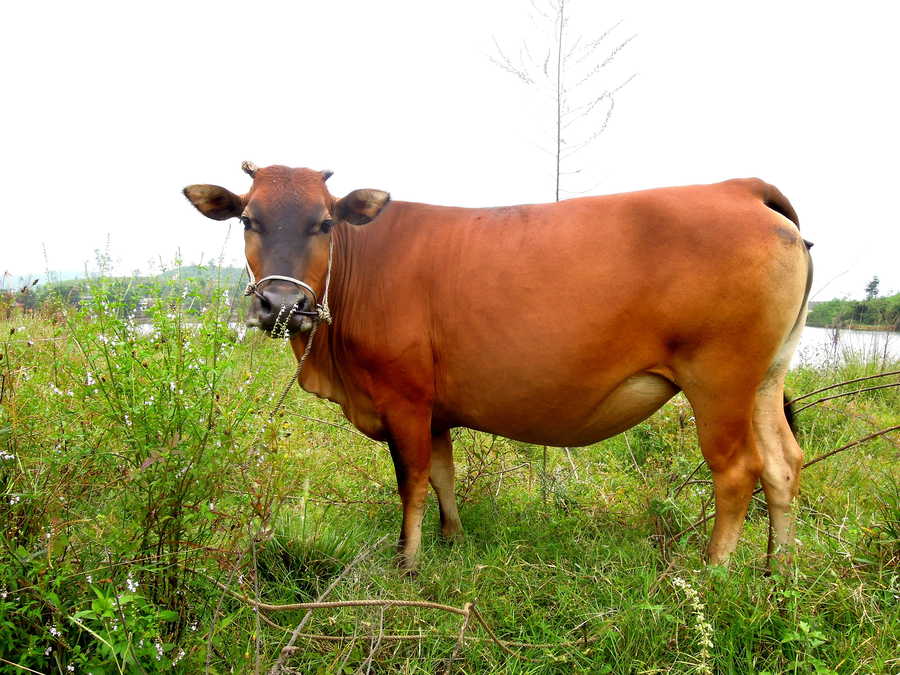 中国八大黄牛品种图片