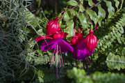 辰山植物园——珍奇植物
