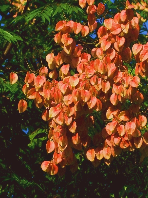 ҡǮ