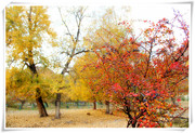 新疆哈日图热格林场美丽的秋色