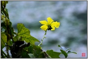中越边境自驾游纪实拍摄之六：鹅泉旁的小花