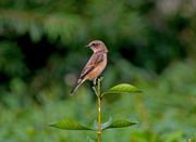 ںʯSС