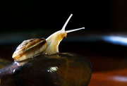 小小蜗牛