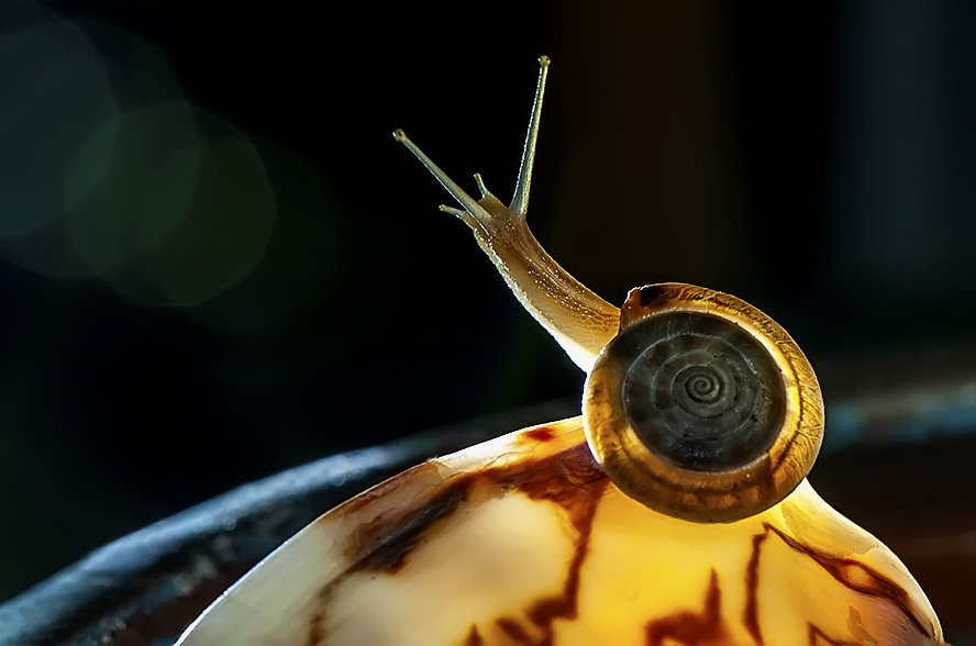 唯美de小蜗牛相片图片
