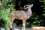 羚羊  广州野生动物园（100D）