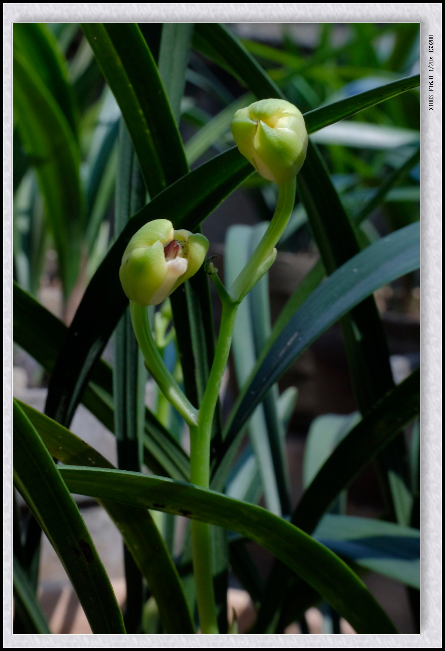 兰花植物