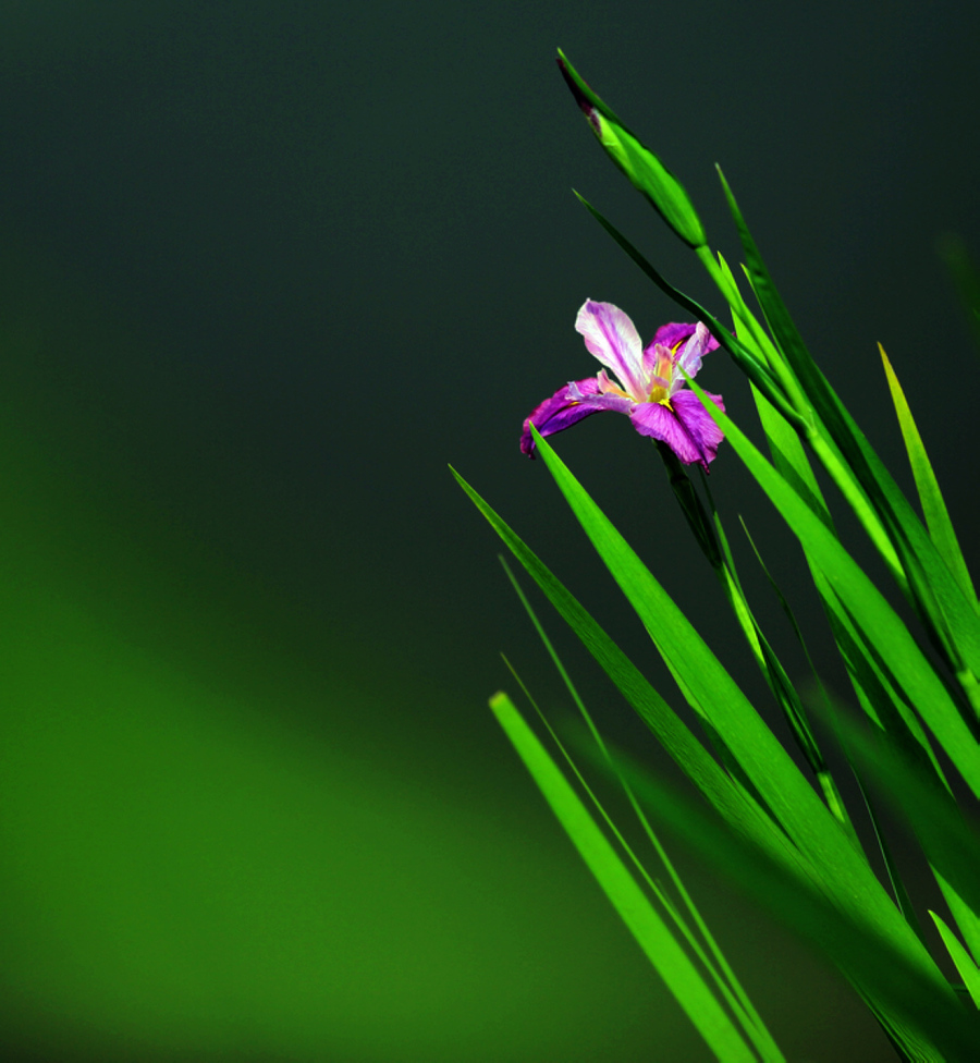 小花小草