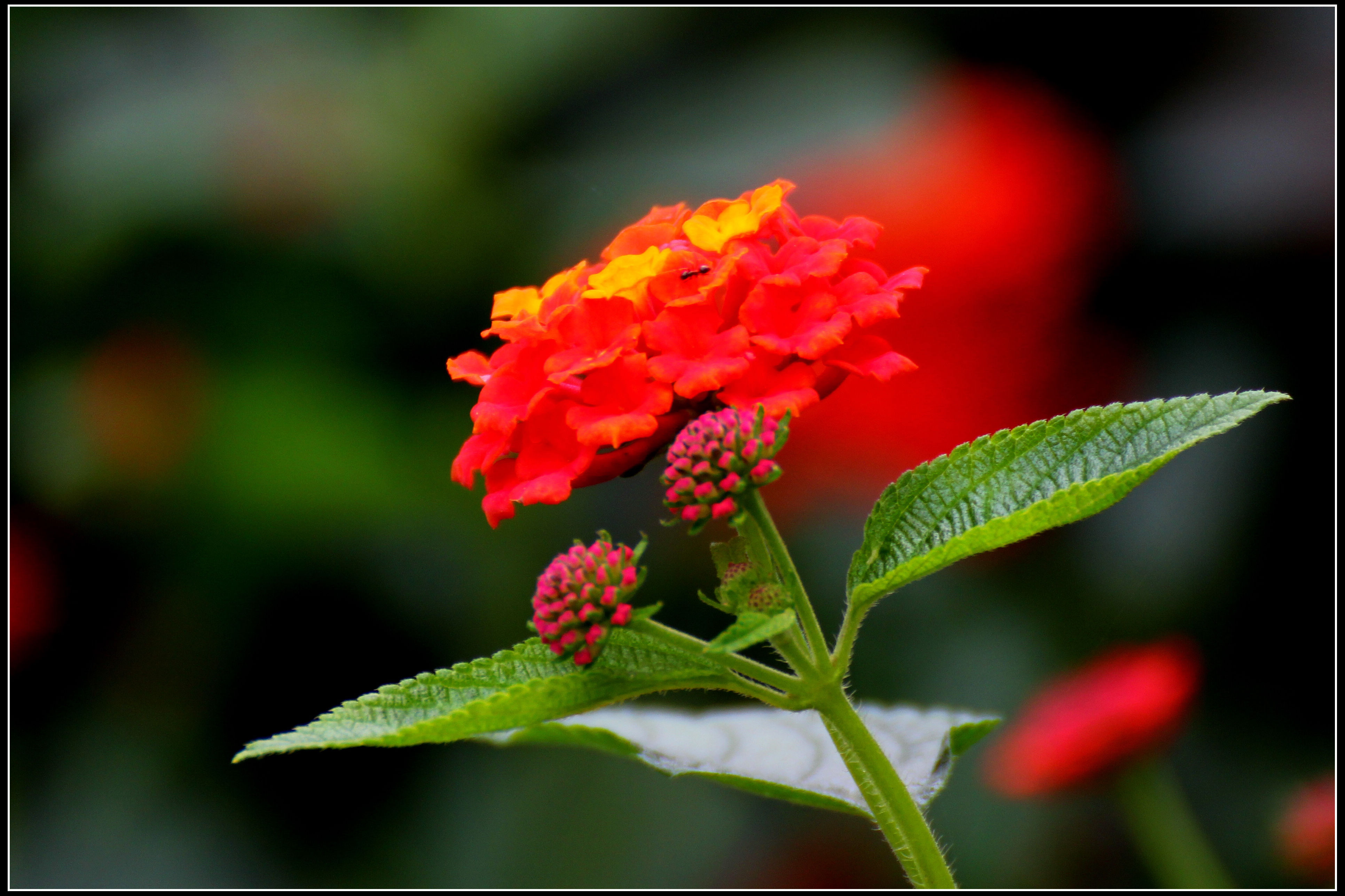 五色梅花(五色梅花期)