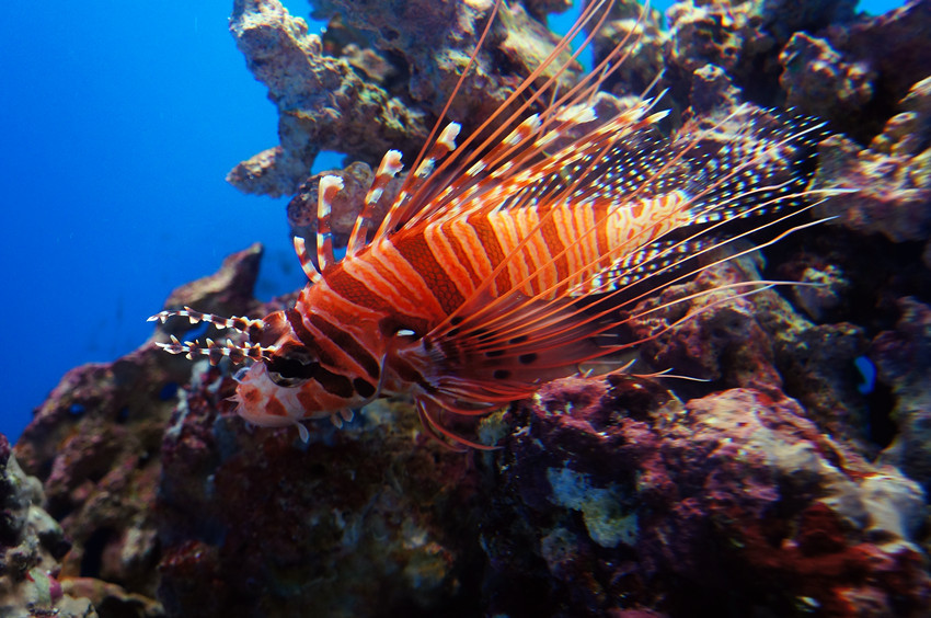 深海水族馆红色草海龙图片