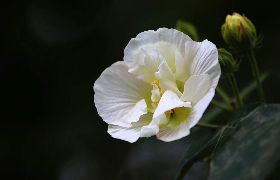 白芙蓉中草药图片图片