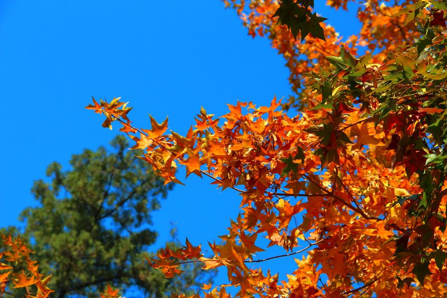 香山紅葉