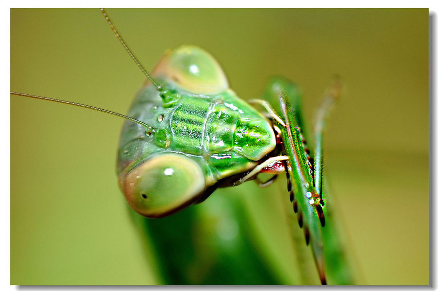 螳螂的嘴巴图片