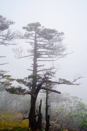 雨雾之中的苍山