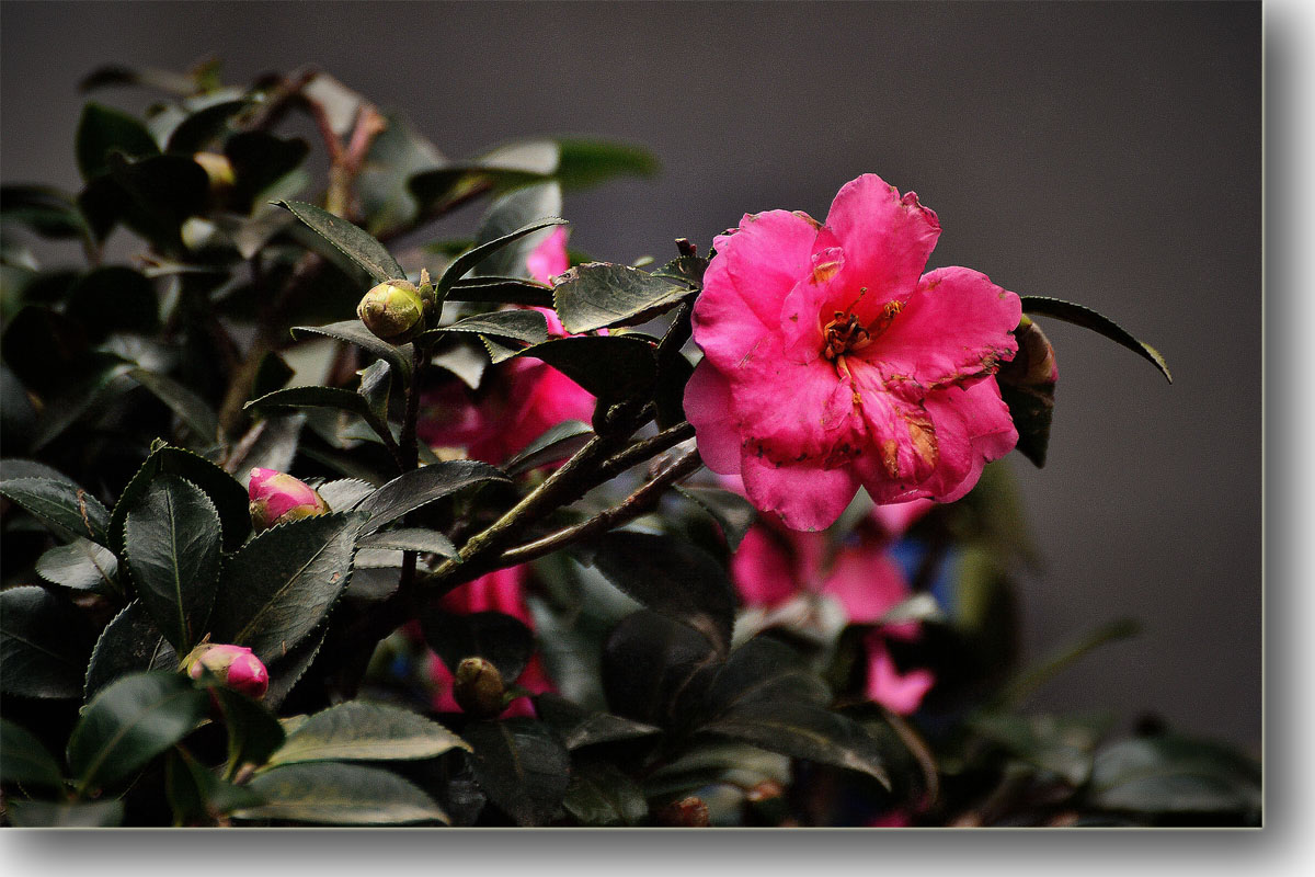 齐越节小茶花图片