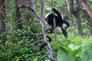 黑白疣猴 灰鹤 鸵鸟 小熊猫  广州野生动物园（100D）  续完