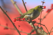 绣眼吞食红豆