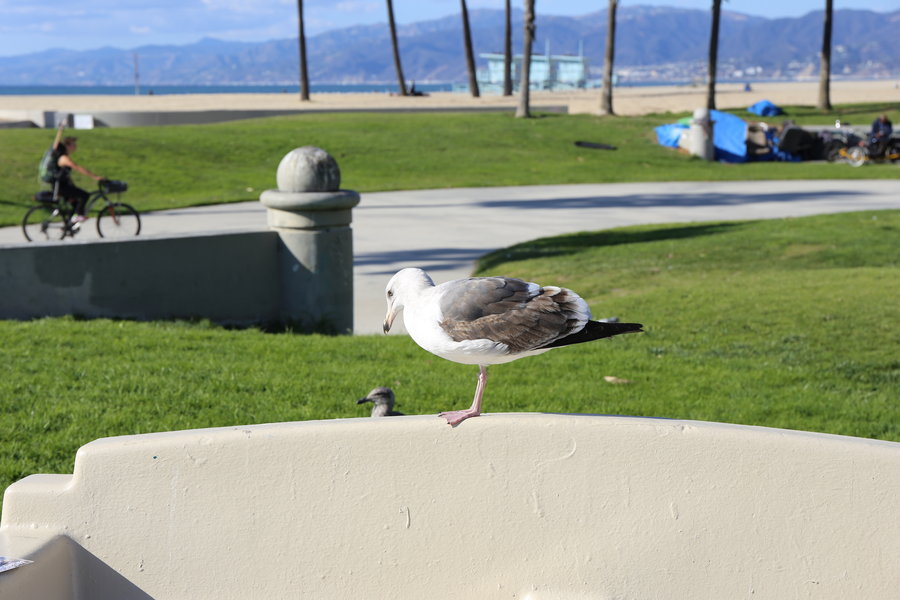 venice beach-ɼ