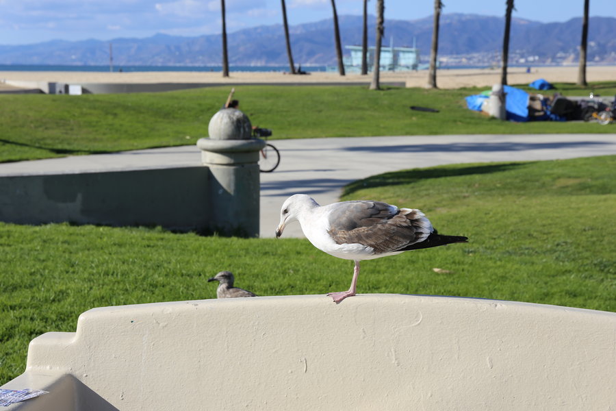 venice beach-ɼ