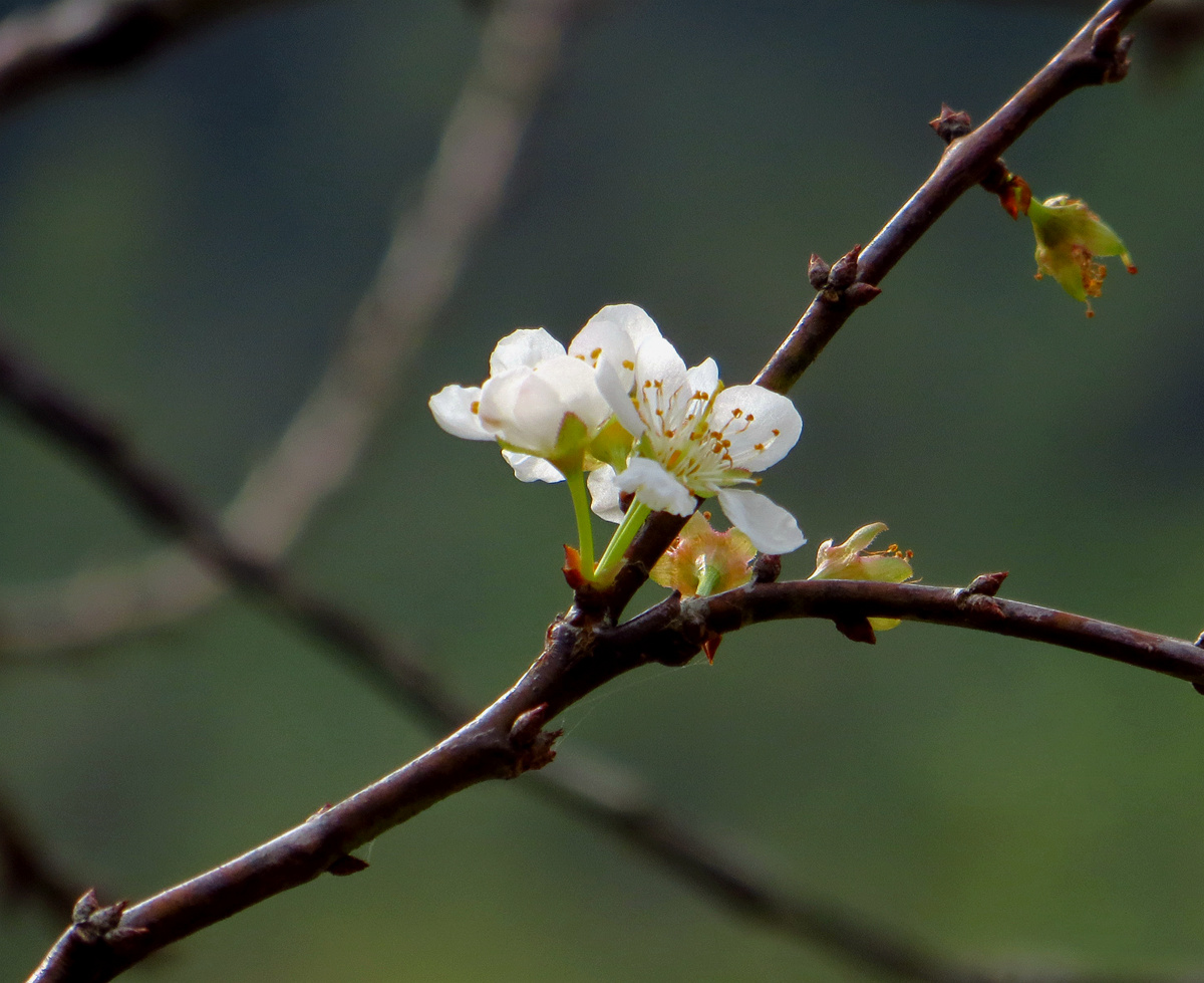 幾朵李花