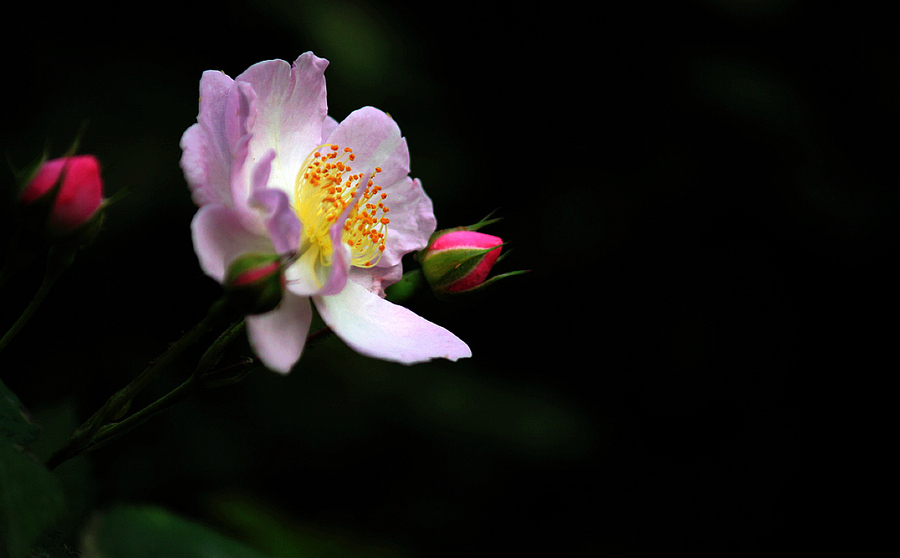 蔷薇花