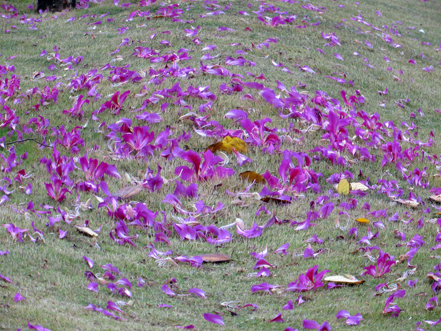 紫阳花散落的时候图片
