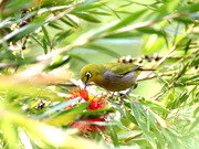 花红鸟绿