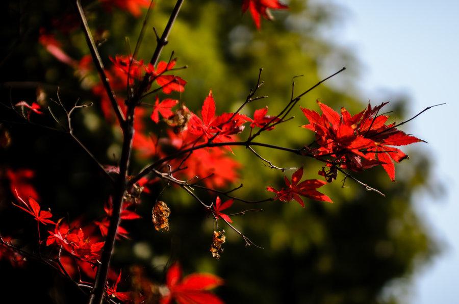 ῵D700050mm f/1.4 HSM Ծ