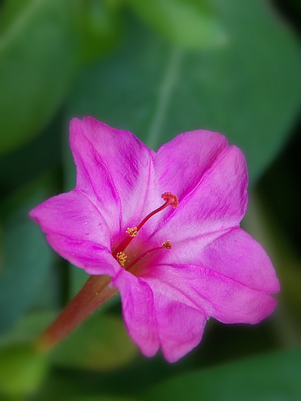 紫茉莉花的照片图片