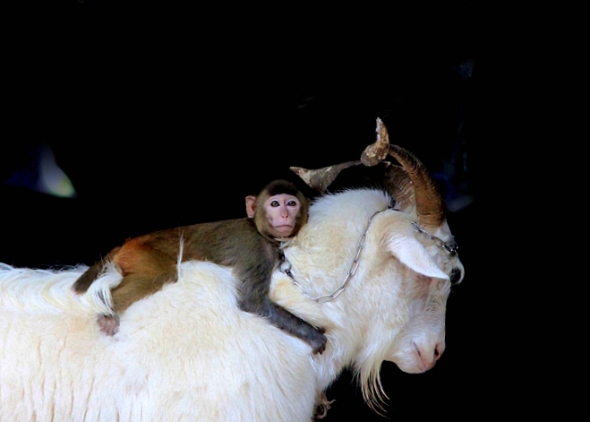 猴骑羊富贵图片
