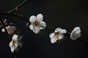 “白梅”花开