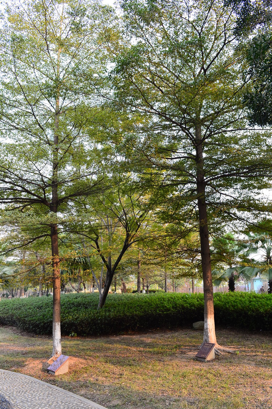 广州绿化树木品种图片图片
