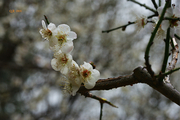 【香雪 ● 梅花】