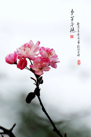 冬日里开不败的西府海棠花