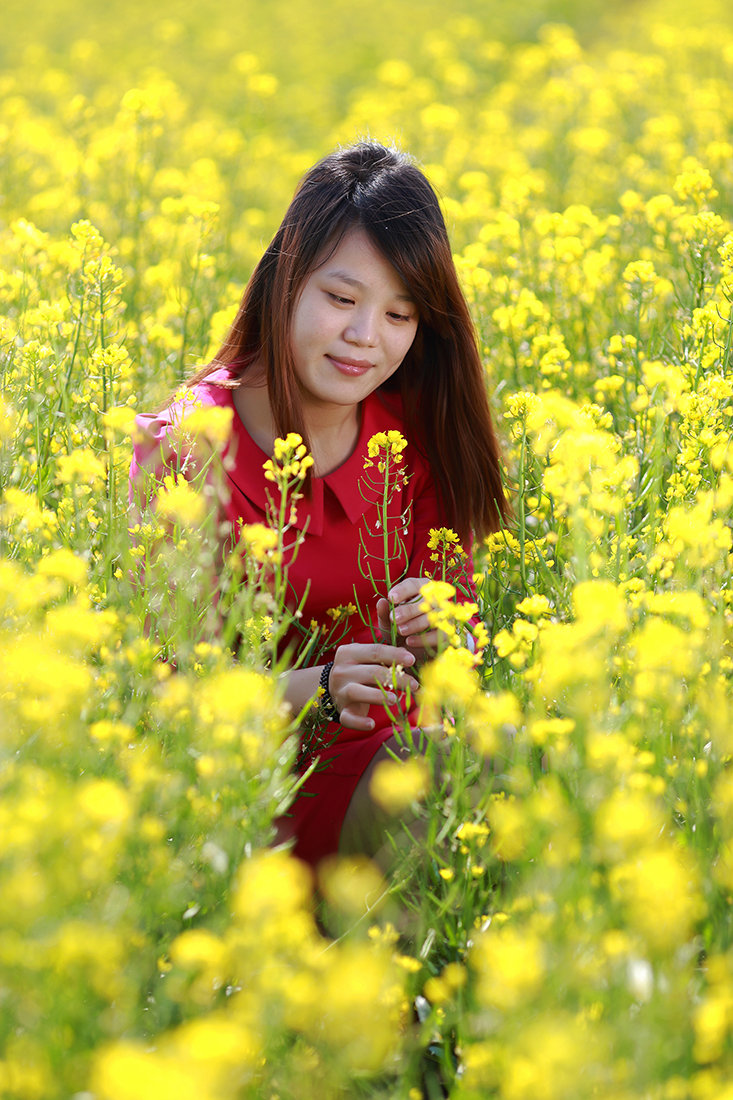 油菜花图片高清 拍照图片