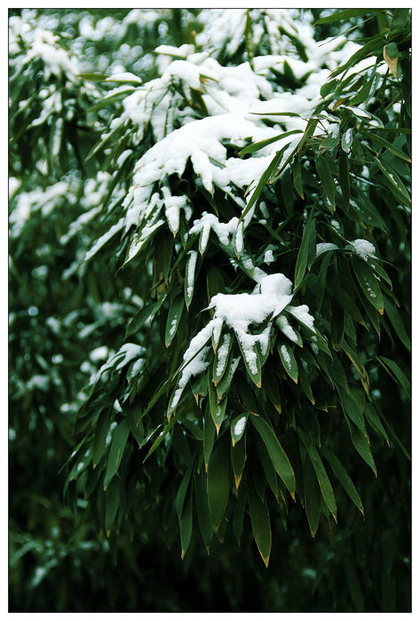 雪竹 摄影图片