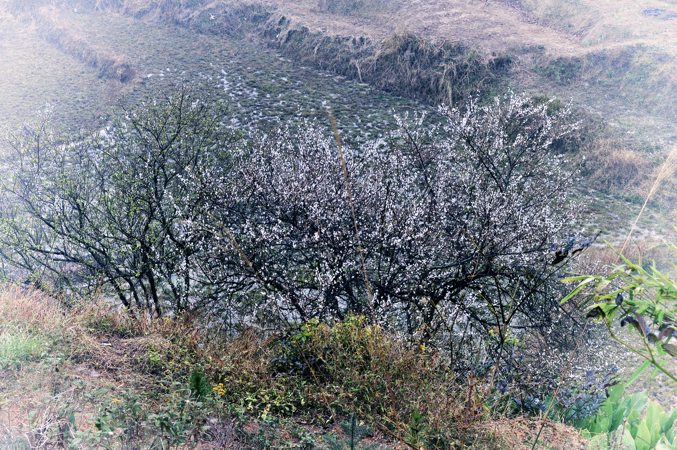 名山梅花村